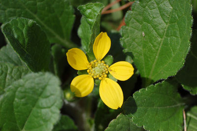 Chrysogonum virginianum