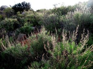 California sagebrush
