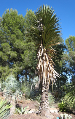 Yucca filifera