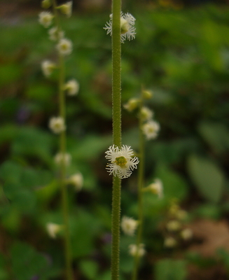 Mitella diphylla