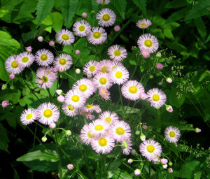 Philadelphia Fleabane