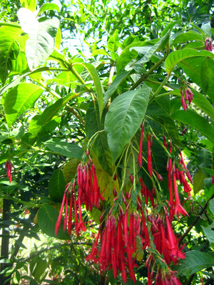 Fuchsia corymbiflora