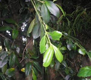 Chilean Laurel