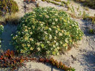 Echinophora spinosa