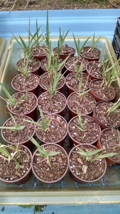 Phalaris arundinacea Big Medicine Clones