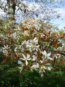 Apple Serviceberry