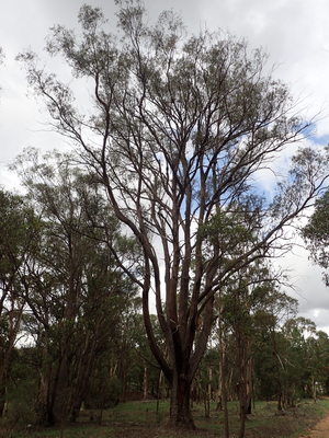 Eucalyptus youmanii