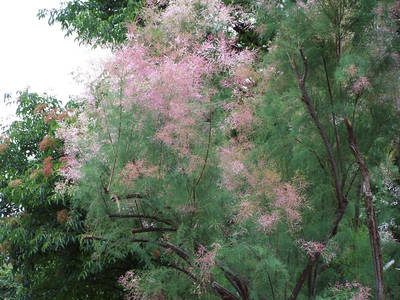 Tamarix ramosissima