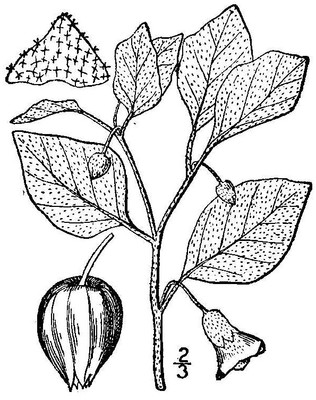 Physalis viscosa