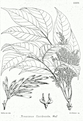 Fraxinus floribunda