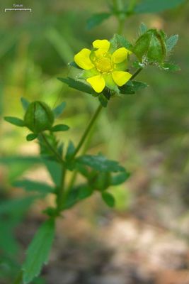 Potentilla norvegica