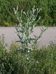 Scotch Thistle