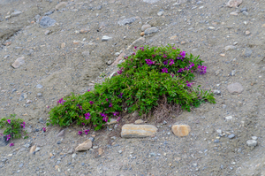 Sweet Vetch