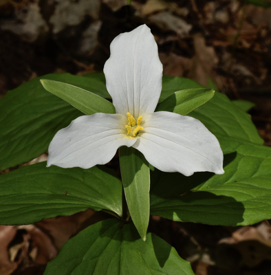 Trillium grandiflorum