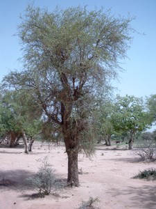 Desert Date Desert date