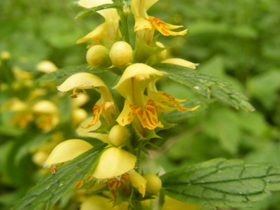 Lamium galeobdolon