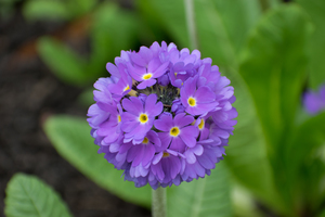 Drumstick Primula