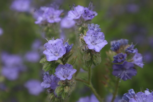 Branching Phacelia