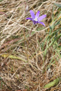 Californian Hyacinth