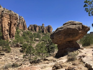 Pinyon pine