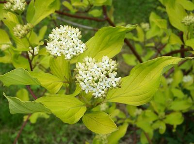 Cornus alba