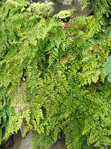 Evergreen Maidenhair  Fern