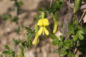 Chinese Pea Shrub