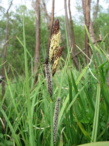 Swamp Sedge