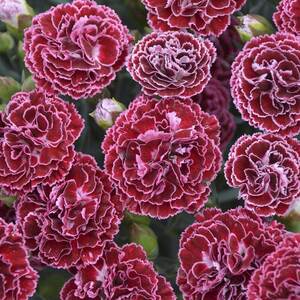 Dianthus 'Cherry Vanilla'