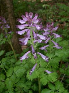 Corydalis incisa