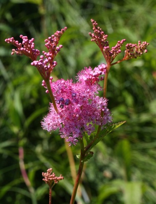 Filipendula rubra