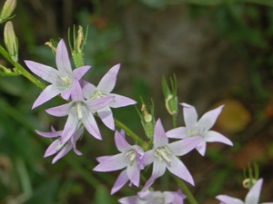 Rampion