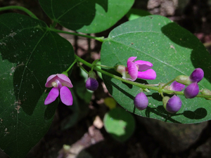 Thicket Bean Wild bean