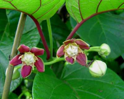 Mondia whitei