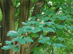 Oriental Beech