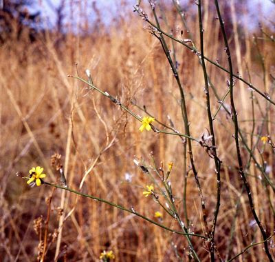 Chondrilla juncea