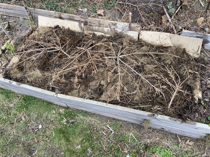 38 of the three varieties I have put in the bed in the back of my house. covered with half rotten grass and branches