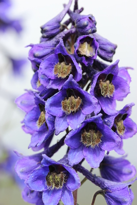 Delphinium elatum