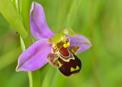 Ophrys apifera