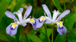 Crested Iris