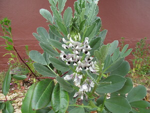 The Sweet Lorane Fava beans in the front yard are flowering now.