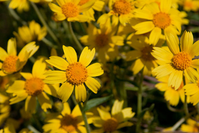 Coreopsis calliopsidea