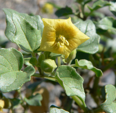 Physalis crassifolia