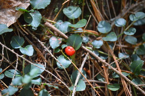 Partridge Berry