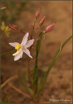 Cyanella lutea