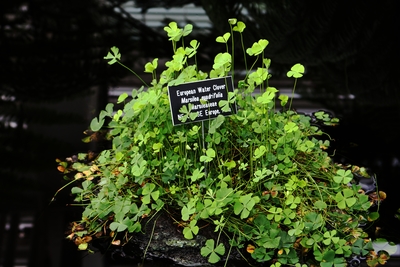 Marsilea quadrifolia