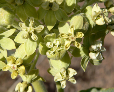 Asclepias erosa