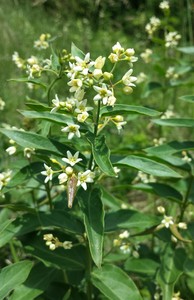 Swallow Wort white swallow-wort