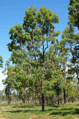 Angophora floribunda