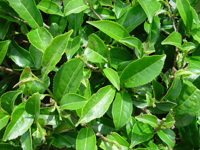 Camellia sinensis